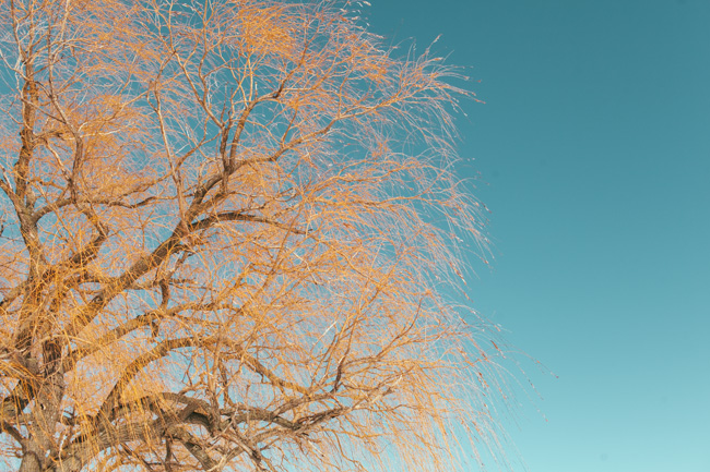 Tree veins against blue sky