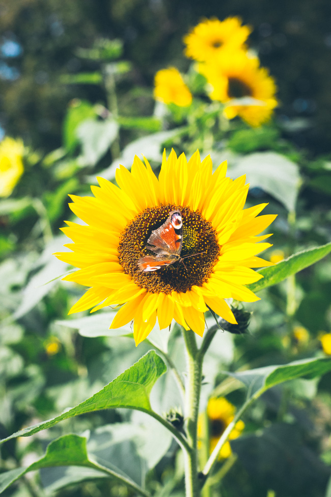 Butterfly on sunflower
