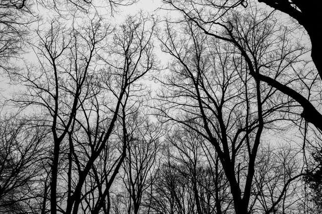Grunewald Trees Sky