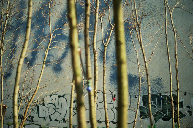 Berlin Prinzengarten Trees Grafitti