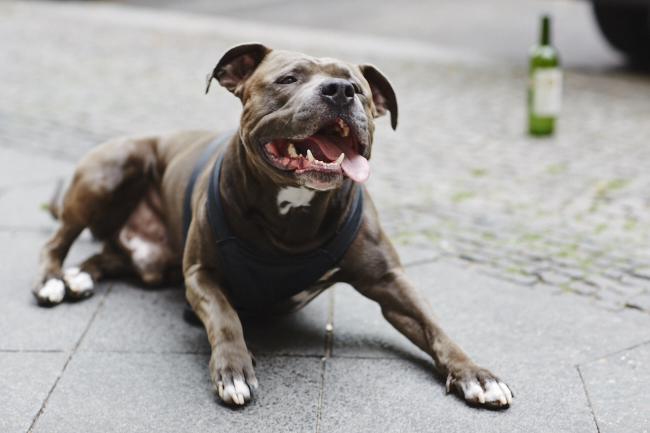 Doggystyle American Staffordshire Terrier Portrait in Berlin, Germany on August 07, 2015. Photo: Zoë Noble